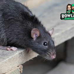 Rowland Pest Management