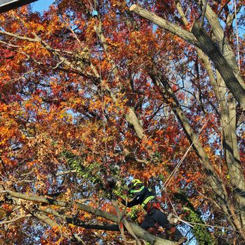 Elmwood Services - Our Climber Hard at Work - Tree Services Near Me - Bergenfield, New Jersey Elmwood Services - Our Climber Hard at Work - Tree Services Near Me - Bergenfield, New Jersey