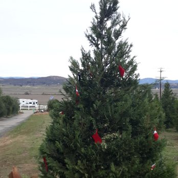 Highland Valley Christmas Tree Farm - Simply decorated tree in the front before entering into Christmas tree farm - Christmas Trees Near Me - Ramona, California