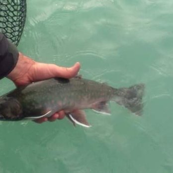 Cooper Landing Fishing Guide - Beautiful Dollie - Fishing Near Me - Cooper Landing, Alaska Cooper Landing Fishing Guide - Beautiful Dollie - Fishing Near Me - Cooper Landing, Alaska
