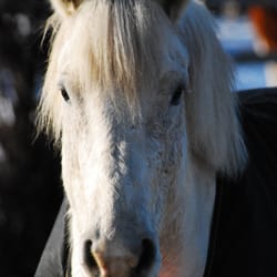 Whitemud Equine Centre Association - WELCA has 32 lesson horses specially trained to offer a safe learning experience.