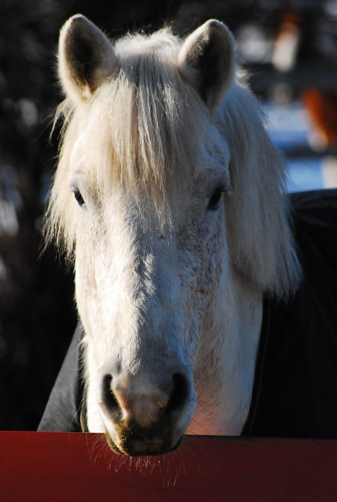 Whitemud Equine Centre Association Logo