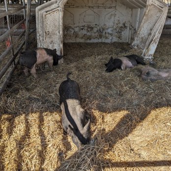 Calder Dairy & Farm - a group of pigs in a pen - Ice Cream & Frozen Yogurt Near Me - Carleton, Michigan