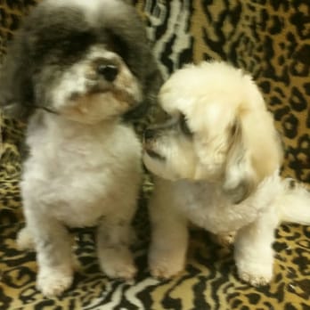 Tail Waggers Pet Salon - Just how I like them! Perfect job - Pet Groomers Near Me - Wilmington, Delaware Tail Waggers Pet Salon - Just how I like them! Perfect job - Pet Groomers Near Me - Wilmington, Delaware