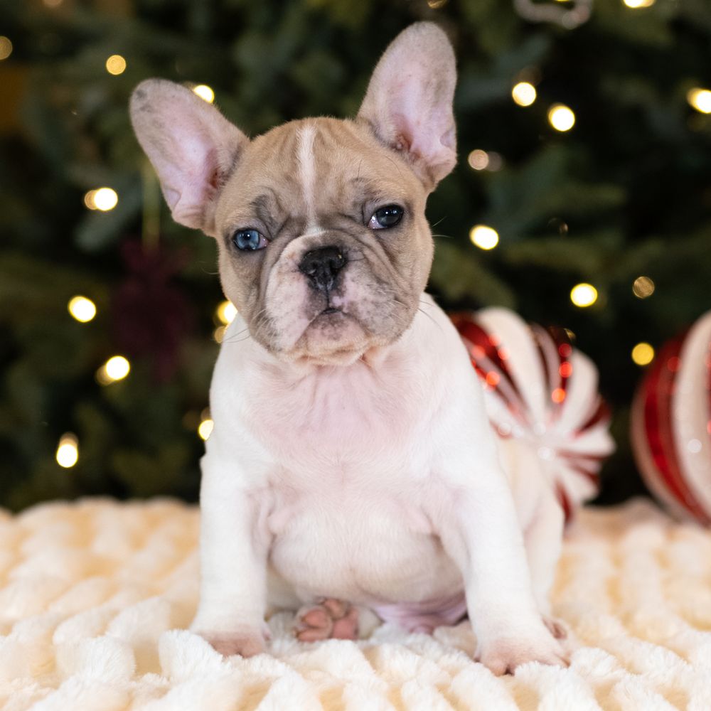 Devil Dog Frenchies Image