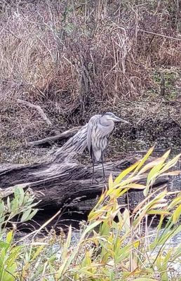 Alligator River National Wildlife Refuge by null