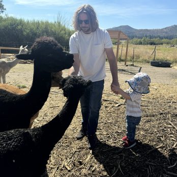 Olde LYFE Alpacas - Attraction Farms Near Me - Carson City, Nevada