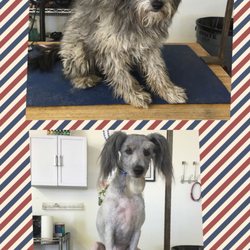 Cassie's K-9 Design - Huge difference with this boy, you can definitely tell in the last photo he knew he got handsome
