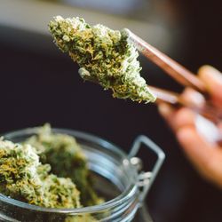 Eden Cannabis - Roseway - Marijuana Delivery