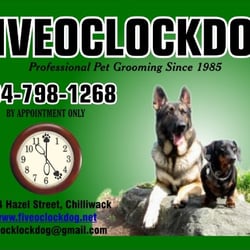 Fiveoclockdog