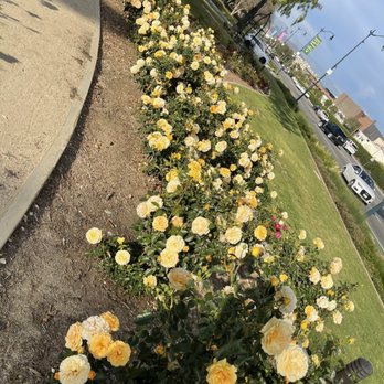 Beverly Gardens Park - The small magnificent - Parks Near Me - Beverly Hills, California