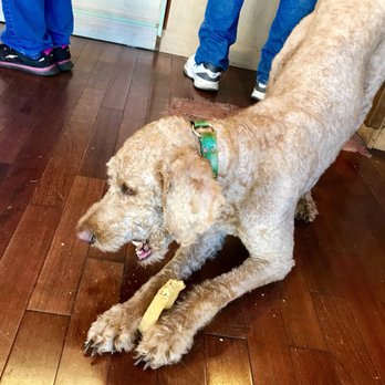 Crafty Cobbler - I think he's got it & he's in treat heaven-2018 - Shoe Repair Near Me - Ocala, Florida