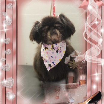 Rub-A-Dub Doggie Spaw - Pet Groomers Near Me - murrieta, California