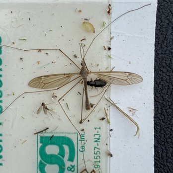 All Phase Pest Solutions - Crane fly! - Pest Control Near Me - Nashville, Tennessee