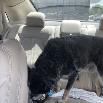 Dutch Bros Coffee - George mowing down his pup cup. - Juice Bars & Smoothies Near Me - Bixby, Oklahoma Dutch Bros Coffee - George mowing down his pup cup. - Juice Bars & Smoothies Near Me - Bixby, Oklahoma
