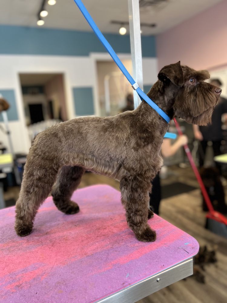 Dawgs and Paws - Grooming