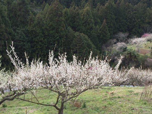 広橋梅林 Botanical Gardens 下市町広橋 吉野郡 奈良県 Japan Yelp