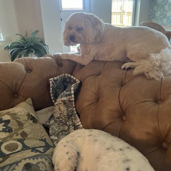 Pets of Perfection - Great service from Pet Perfection! - Pet Stores Near Me - Midlothian, Texas Pets of Perfection - Great service from Pet Perfection! - Pet Stores Near Me - Midlothian, Texas