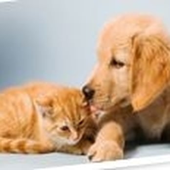Johnstown Veterinary Associates - Veterinarians Near Me - Johnstown, Pennsylvania Johnstown Veterinary Associates - Veterinarians Near Me - Johnstown, Pennsylvania
