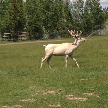 Yellowstone Bear World - White elk? - Zoos Near Me - Rexburg, Idaho Yellowstone Bear World - White elk? - Zoos Near Me - Rexburg, Idaho