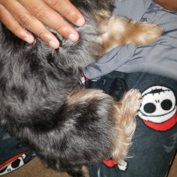 Pawllywood - Leg and stomach edge hair cut - Pet Groomers Near Me - Union, New Jersey Pawllywood - Leg and stomach edge hair cut - Pet Groomers Near Me - Union, New Jersey
