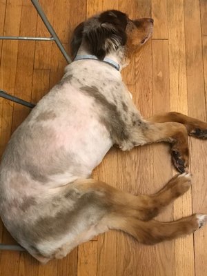 Dogma Grooming + Pet Needs by null