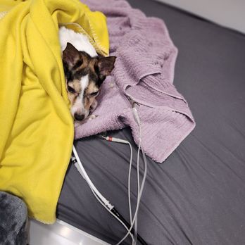 Veterinary Emergency Group - Emergency Pet Hospital Near Me - Miami, Florida