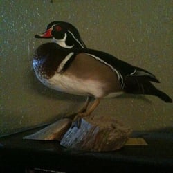 Southern Plains Taxidermy