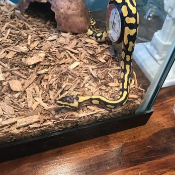 Tails2Scales Pet Shop - Reptile Shops Near Me - Lancaster, California
