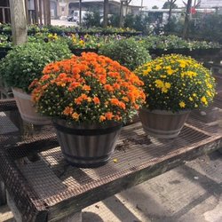 Faye's Nurseries - Whiskey barrel mum