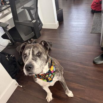 Clip-N-Tails - Pet Groomers Near Me - North Las Vegas, Nevada Clip-N-Tails - Pet Groomers Near Me - North Las Vegas, Nevada