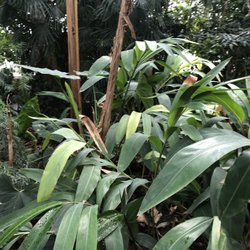 Grandes Serres du Jardin des Plantes Greenhouses