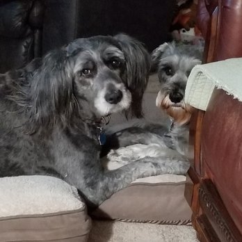 BluePearl Pet Hospital Kirkland - My babies. Thank you SVS!! - Veterinarians Near Me - Kirkland, Washington
