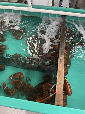 The Clam Shack by null