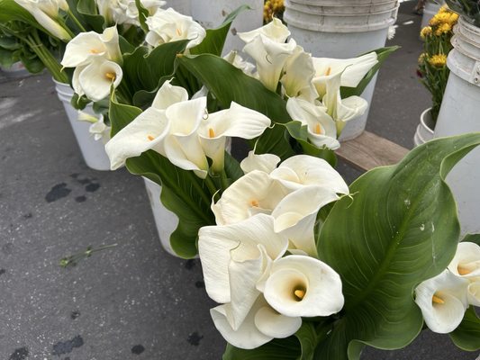 Brentwood Farmers Market by null