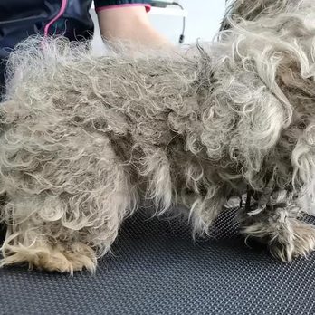 Pawlished Paws Boutique & Spa - This is what Matted fur looks like. - Pet Stores Near Me - Riverside, California