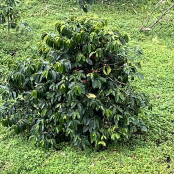 Mountain Thunder Coffee Plantation - Coffee tree - Coffee & Tea Near Me - Kailua-Kona, Hawaii