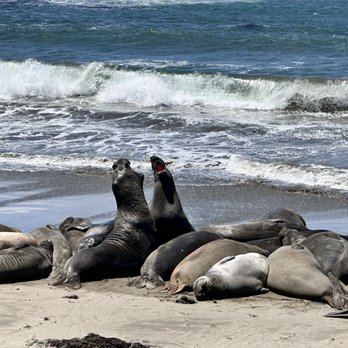 Elephant Seal Vista Point - Beaches Near Me - San Simeon, California