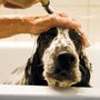 Photo of Apollo Hundefriseur