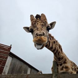 B Bryan Preserve - Arms length away from this goofy guy! He was so photogenic!