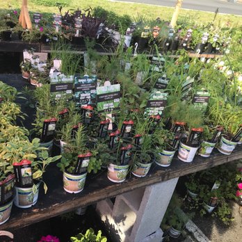 Ashland Berry Farm - Herbs are my fav!!! - Nurseries & Gardening Near Me - Henrico, Virginia