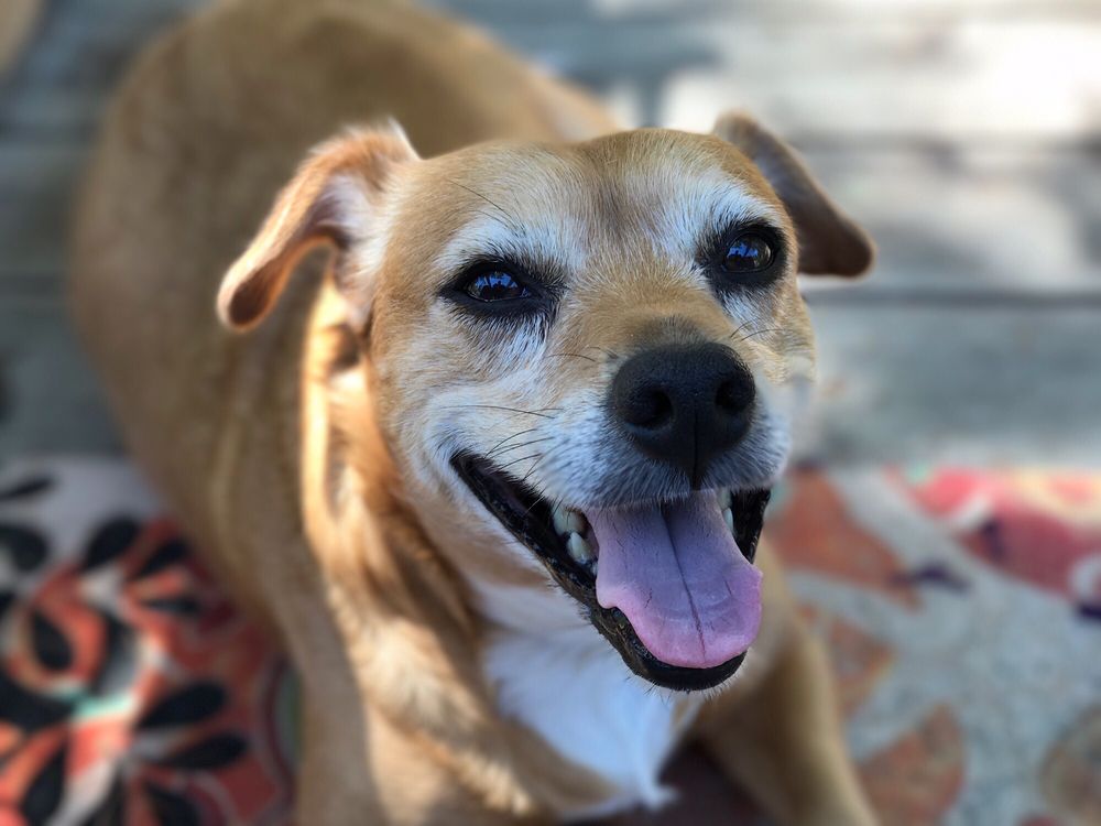 LINCOLN ROAD VETERINARY CLINIC 13 Reviews 585 SW Lincoln Rd, Grants