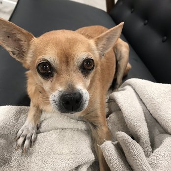 Veterinary Emergency Group - Kona - Emergency Pet Hospital Near Me - Chandler, Arizona Veterinary Emergency Group - Kona - Emergency Pet Hospital Near Me - Chandler, Arizona
