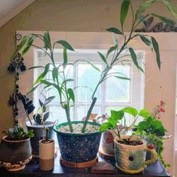 Inga Darling's Plants and More - Space filled with bamboo & some others I gave to Sam