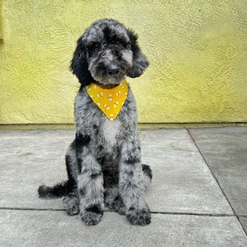 Above & Beyond Pet Grooming - Coco - Pet Groomers Near Me - Stockton, California Above & Beyond Pet Grooming - Coco - Pet Groomers Near Me - Stockton, California