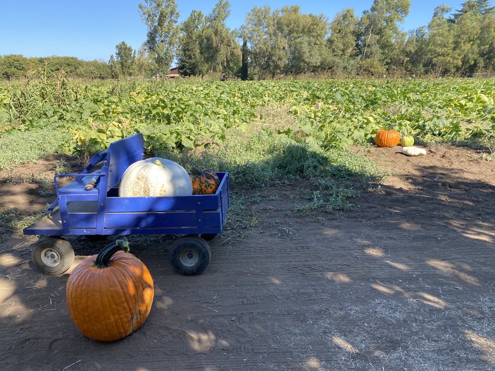 TJ FARMS ESTATES 75 Photos & 18 Reviews 3600 Chico Ave, Chico