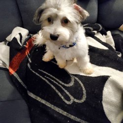 St James Animal Hospital - Our brand new puppy!