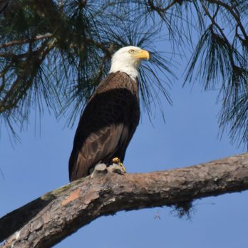 Adventure Outdoor Paddle - Bald eagle residents of Lake Dora - Paddleboarding Near Me - Tavares, Florida Adventure Outdoor Paddle - Bald eagle residents of Lake Dora - Paddleboarding Near Me - Tavares, Florida