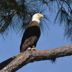 Adventure Outdoor Paddle - Bald eagle residents of Lake Dora
