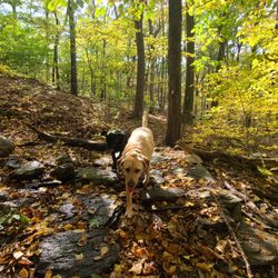 Adventures Unleashed - Suns out, tongues out.